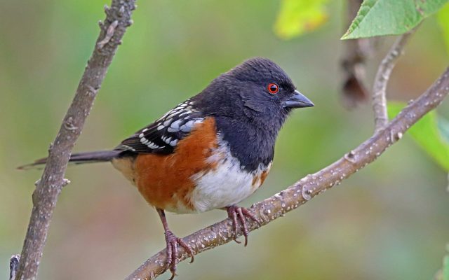 Spotted Towhee reference