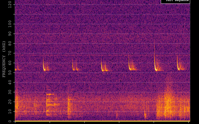 Soprano Pipistrelle reference
