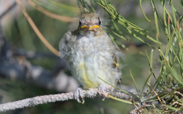 Western Tanager reference
