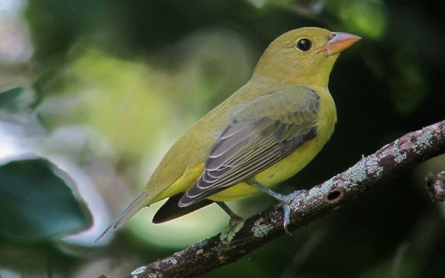 Scarlet Tanager reference