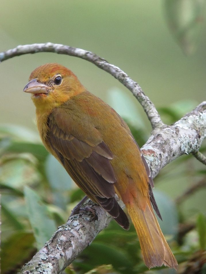 Summer Tanager reference