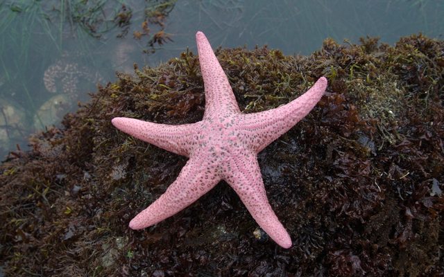 Pink Sea Star reference