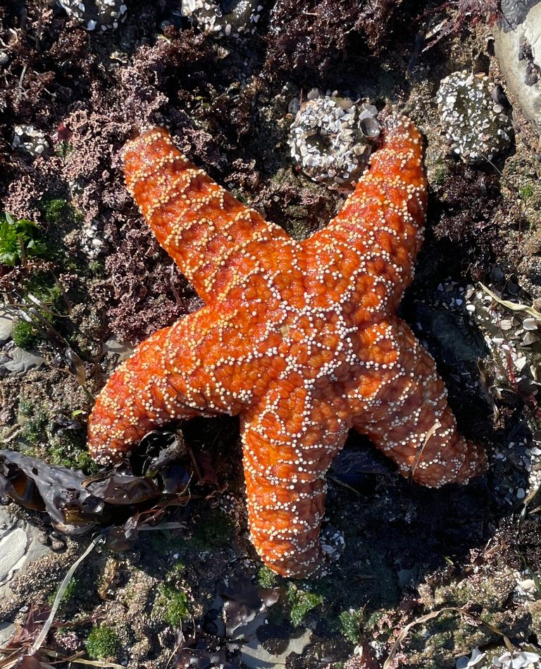 Purple Sea Star reference