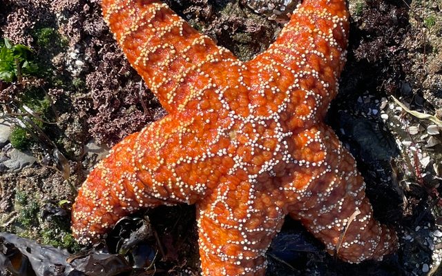 Ochre Sea Star reference