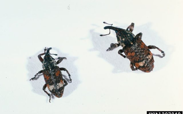 White Pine Weevil reference