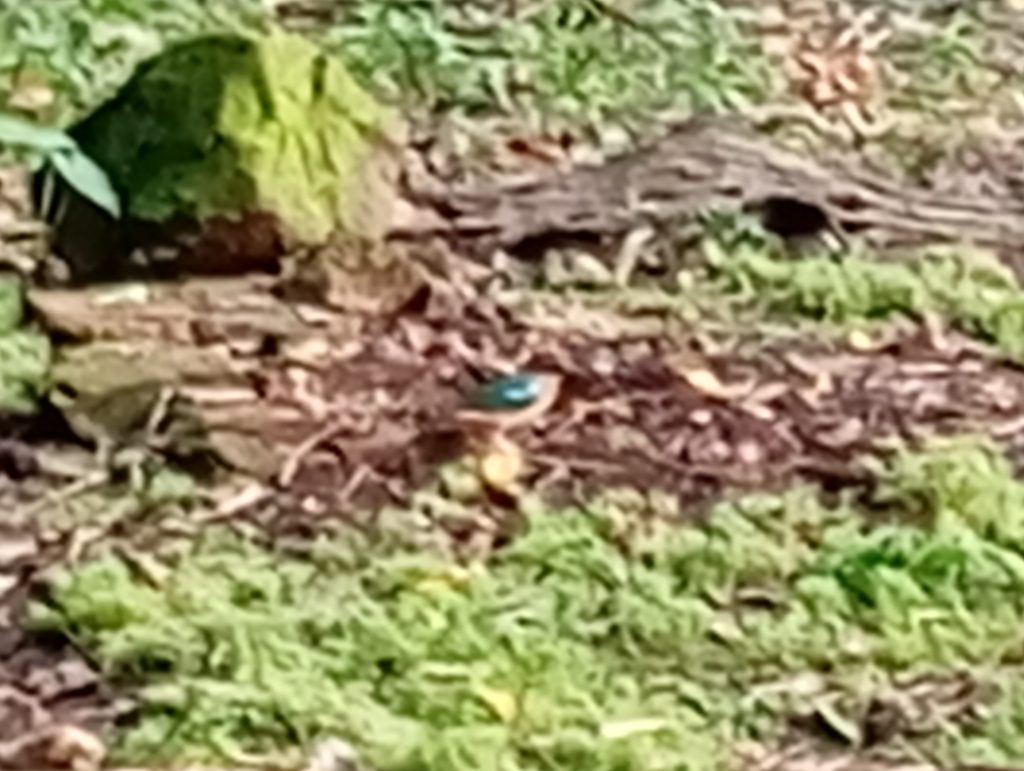 Fairy Pitta reference