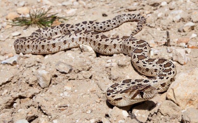 Pacific Gopher Snake reference