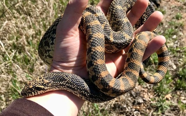 Bullsnake reference