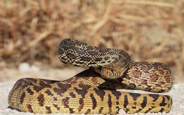 Gopher Snake reference