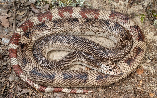 Pine Snake reference
