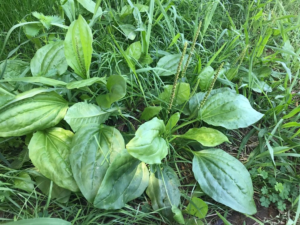 greater plantain reference