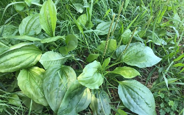 Broadleaf Plantain reference