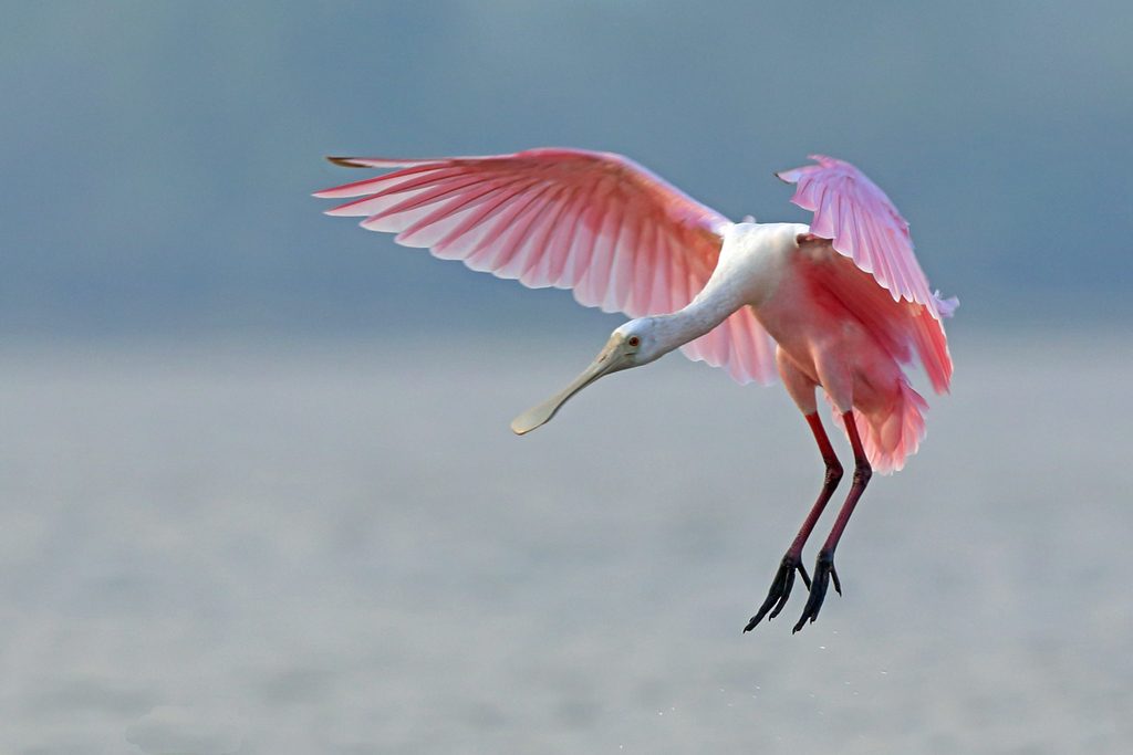 Roseate Spoonbill reference