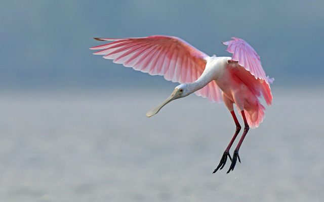 Roseate Spoonbill reference