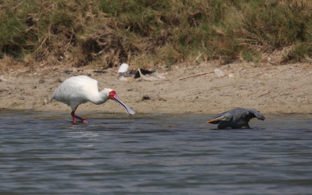 African Spoonbill reference