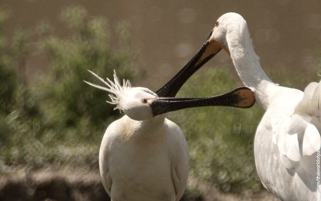 Eurasian Spoonbill reference