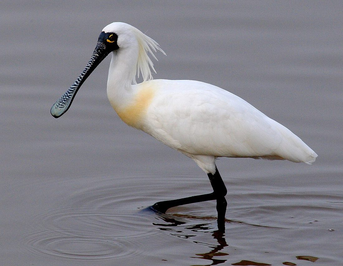 Black-faced Spoonbill reference