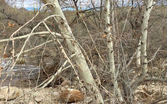 Arizona Sycamore reference