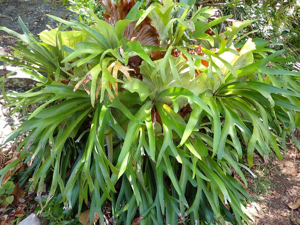 Staghorn Fern reference