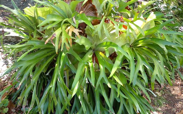 Common Staghorn Fern reference
