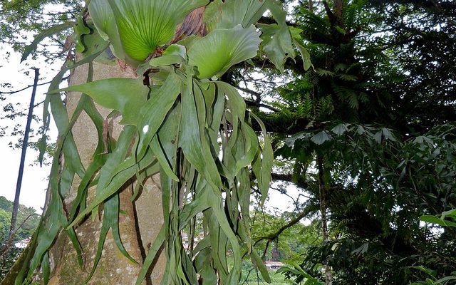 Crown Staghorn Fern reference
