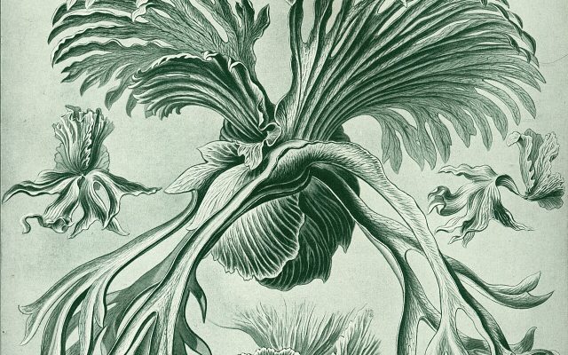 Giant Staghorn Fern reference