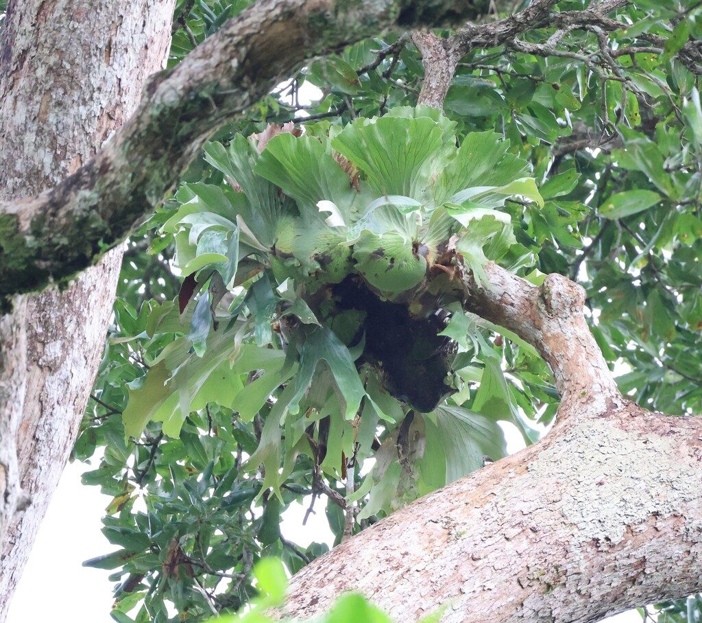 triangle staghorn fern reference