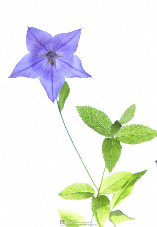 Platycodon grandiflorus reference