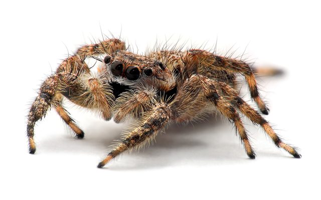 Tan Jumping Spider reference