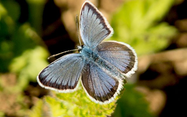 Silver-studded Blue reference