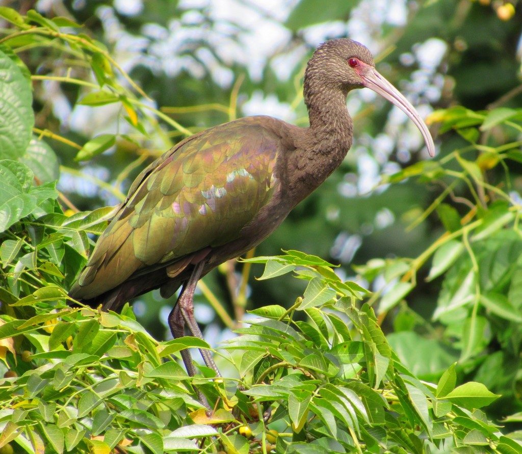 White-faced Ibis reference