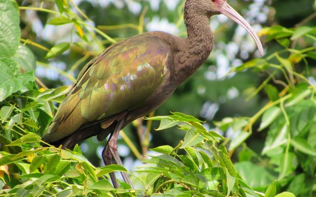 White-faced Ibis reference