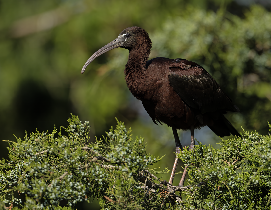 Glossy Ibis reference