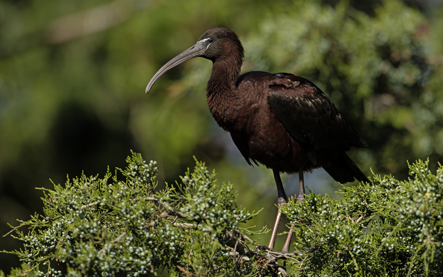 Glossy Ibis reference