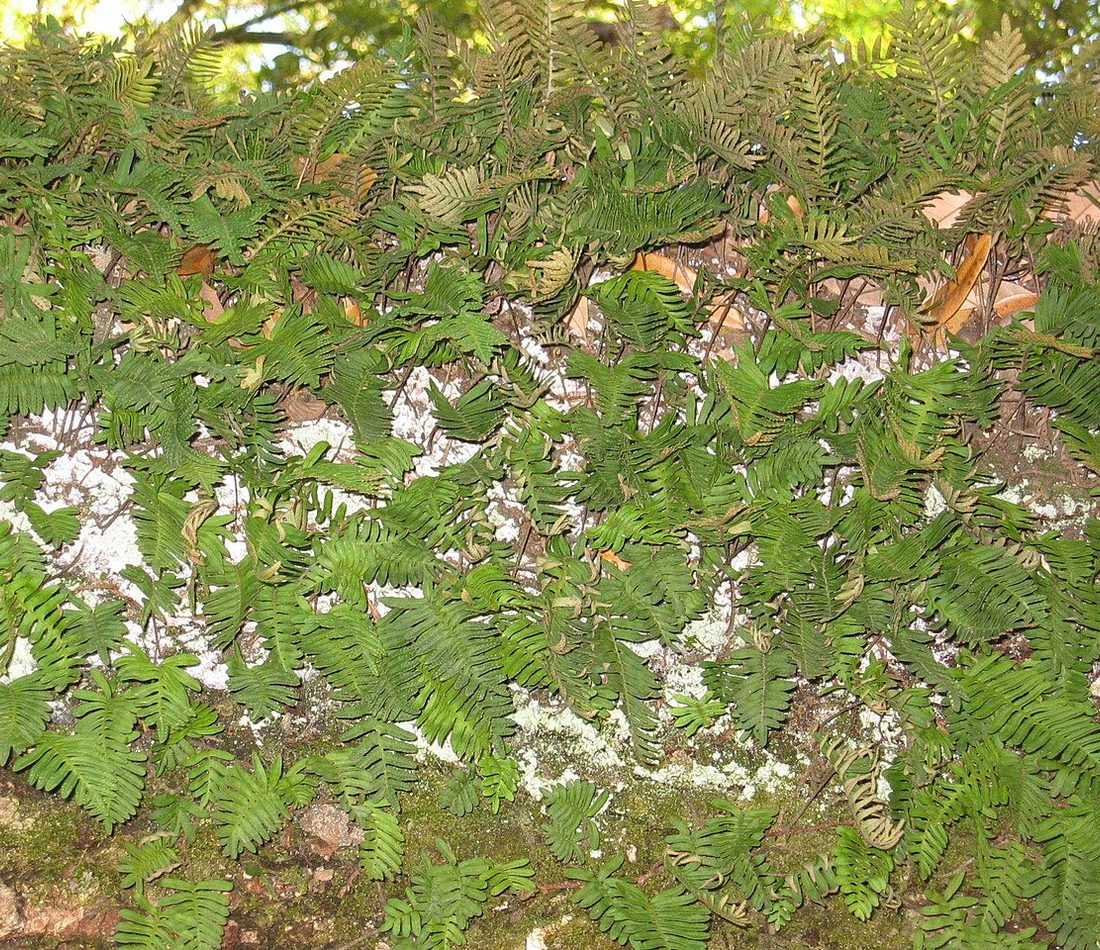 Resurrection Fern reference