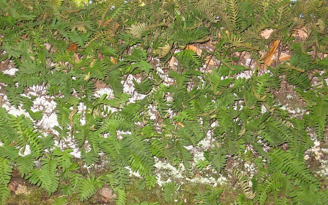 Resurrection Fern reference