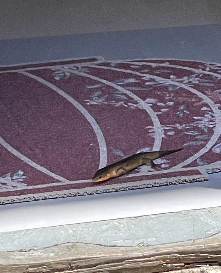 Chinese Skink reference