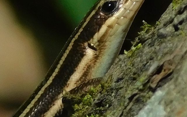 Five-Lined Skink reference