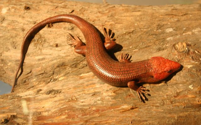 Broadhead Skink reference