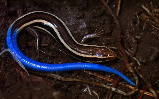 Western Skink reference