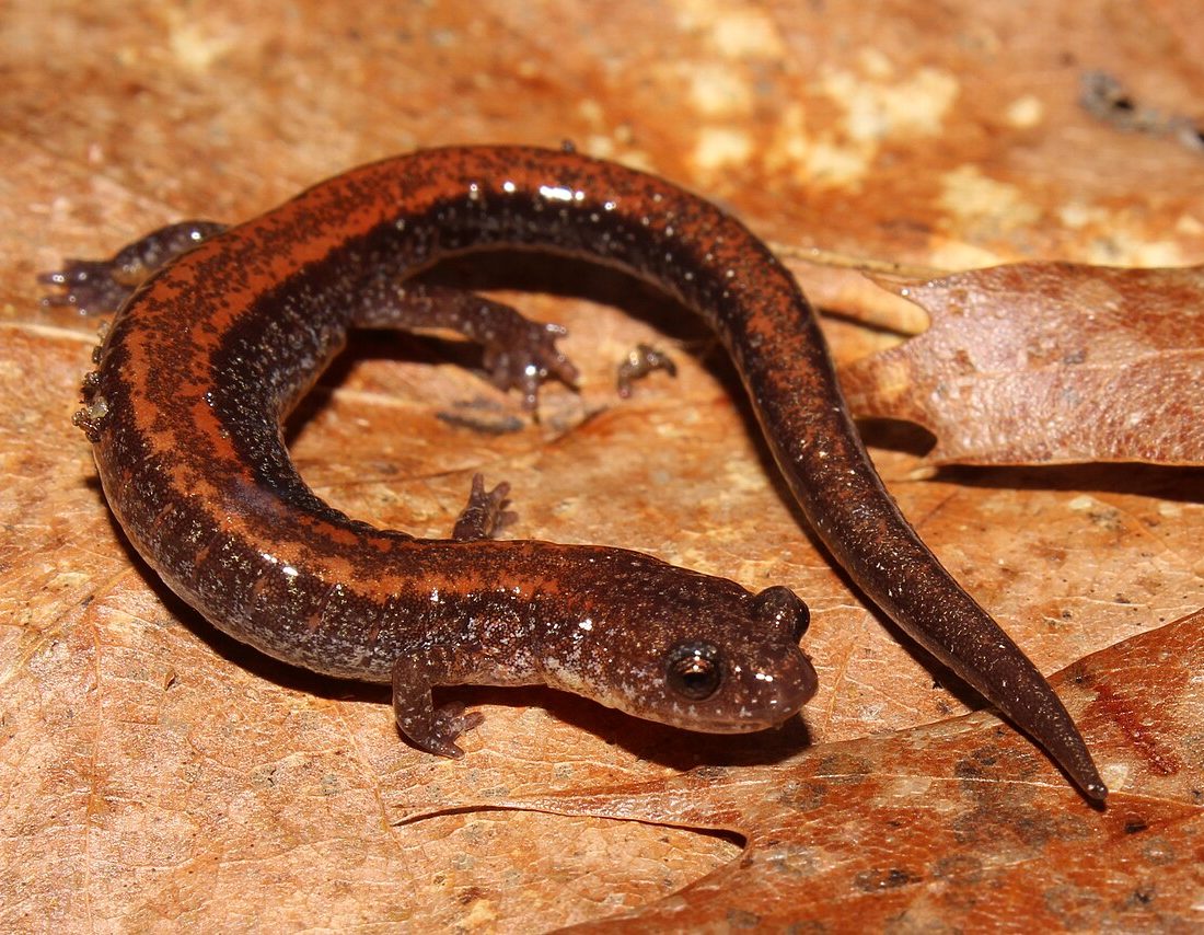 Eastern Red-backed Salamander reference