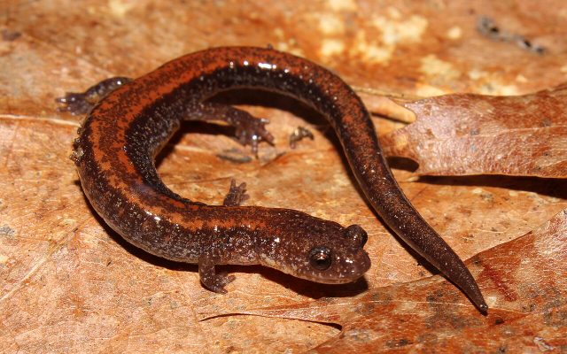Red-Backed Salamander reference