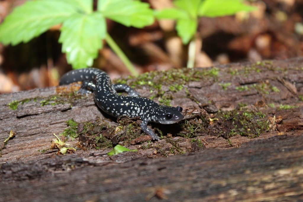 Blue Ridge Gray Salamander reference