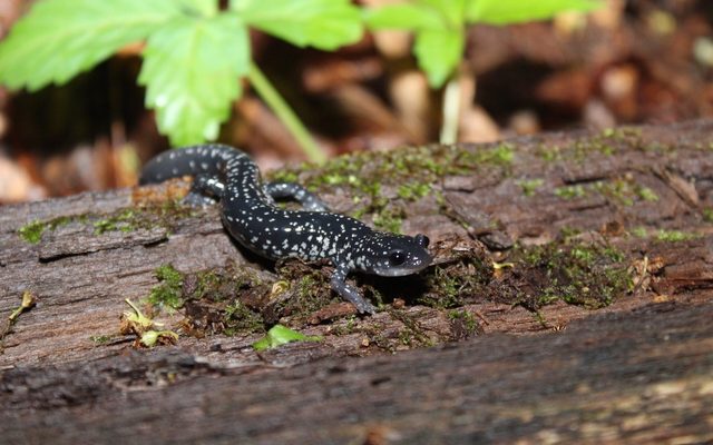 White-spotted Salamander reference