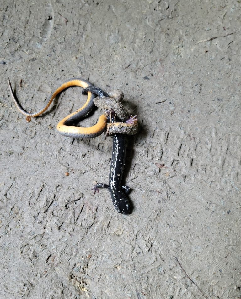 Northern Slimy Salamander reference