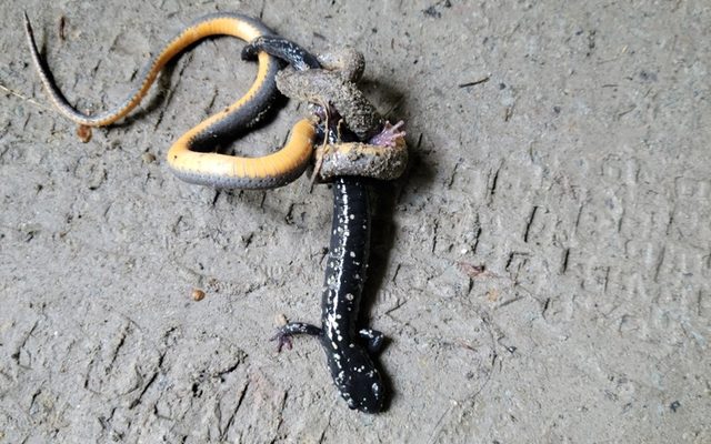 Northern Slimy Salamander reference