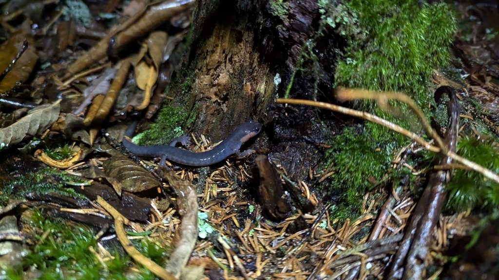 Red-cheeked Salamander reference