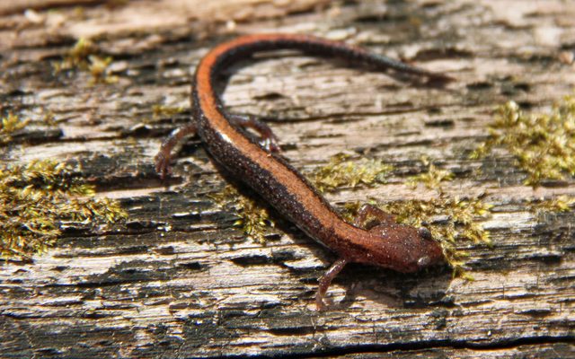 Southern Red-backed Salamander reference
