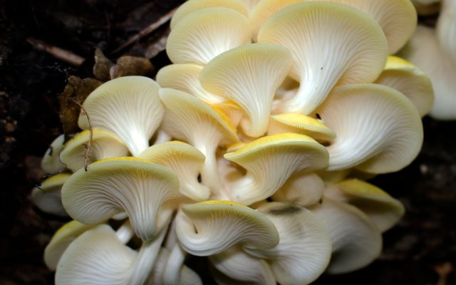 Golden Oyster Mushroom reference