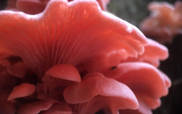 Pink Oyster reference